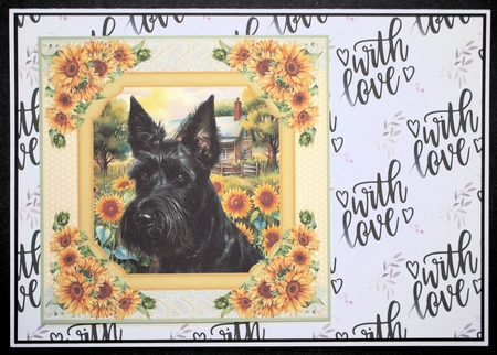 Framed sunflower Scottish terrier card front 2 by Marion Kimberley-Scott