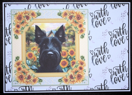 Framed sunflower Scottish terrier card front 3 by Marion Kimberley-Scott