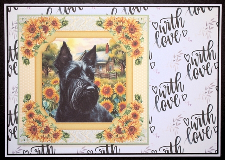 Framed sunflower Scottish terrier card front 9 by Marion Kimberley-Scott