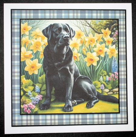 Daffodil Garden Black lab by Marion Kimberley-Scott
