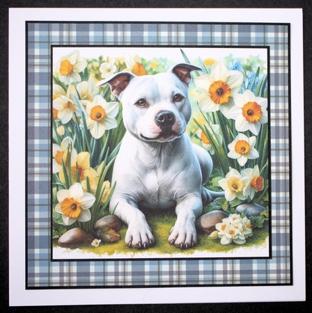 Daffodil Garden White Staffie by Marion Kimberley-Scott