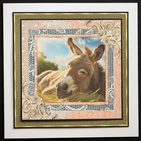 All about the donkey card front 1 by Marion Kimberley-Scott
