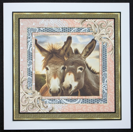 All about the donkey card front 3 by Marion Kimberley-Scott
