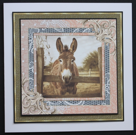 All about the donkey card front 4 by Marion Kimberley-Scott