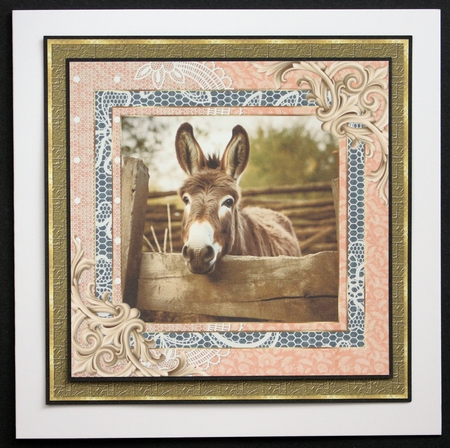 All about the donkey card front 5 by Marion Kimberley-Scott