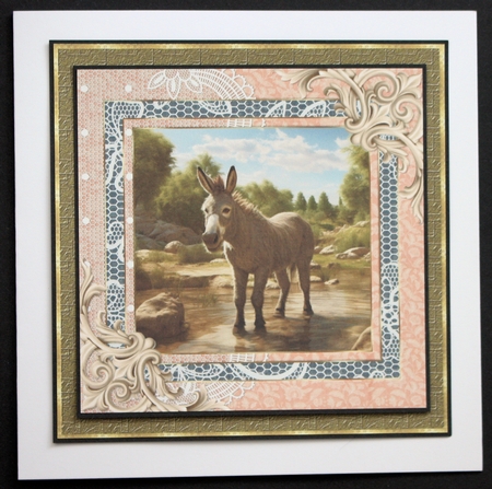 All about the donkey card front 6 by Marion Kimberley-Scott