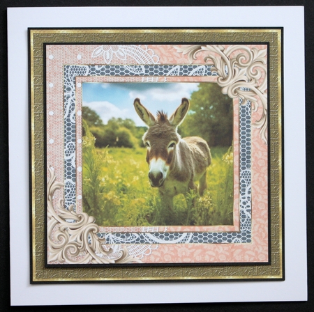 All about the donkey card front 8 by Marion Kimberley-Scott