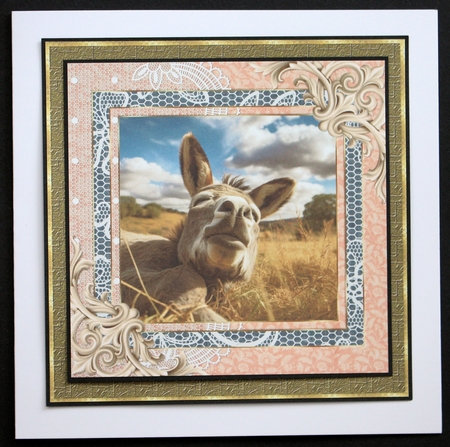 All about the donkey card front 9 by Marion Kimberley-Scott