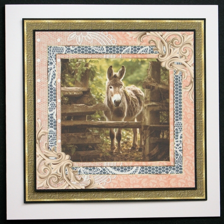 All about the donkey card front 10 by Marion Kimberley-Scott