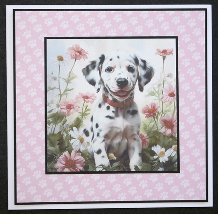 Dalmatian puppies by Marion Kimberley-Scott