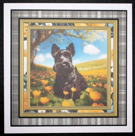 Scottish terrier in buttercup field card front 1 by Marion Kimberley-Scott
