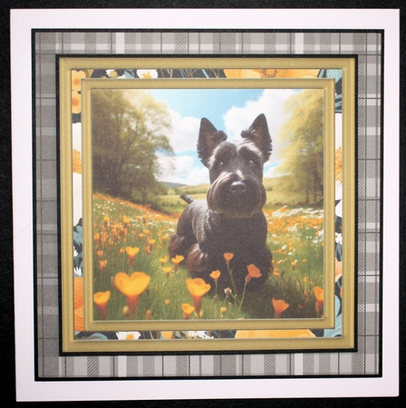 Scottish terrier in buttercup field card front 2 by Marion Kimberley-Scott