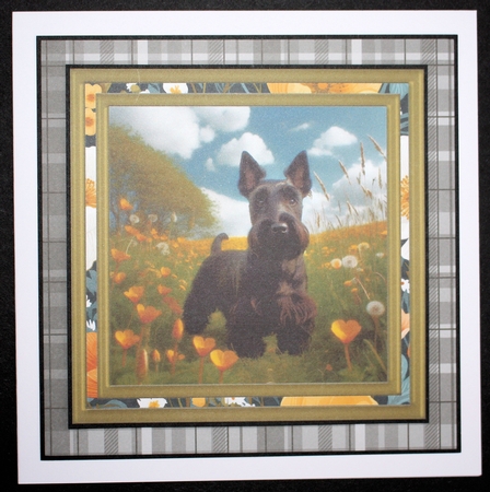 Scottish terrier in buttercup field card front 3 by Marion Kimberley-Scott