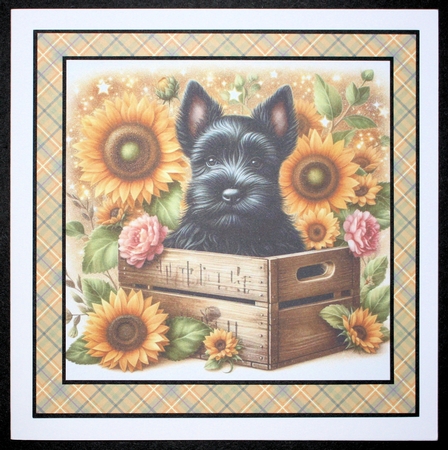 Sunflower Pups 6 by Marion Kimberley-Scott