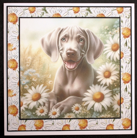 Daisy Meadow Pups 2 by Marion Kimberley-Scott