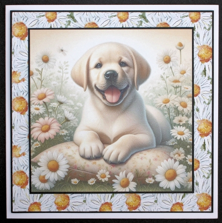 Daisy Meadow Pups 3 by Marion Kimberley-Scott