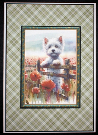2 Poppy Westie card fronts by Marion Kimberley-Scott