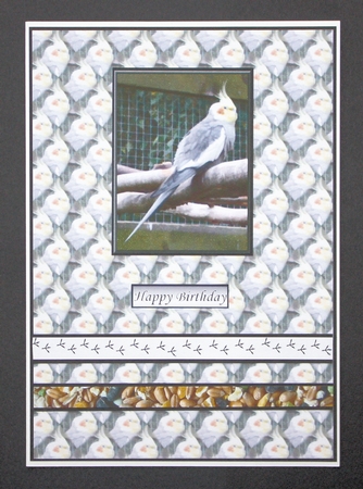 Cockatiel Pyramid with Background by Marion Kimberley-Scott
