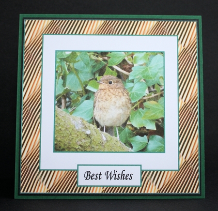 The Baby Robin by Marion Kimberley-Scott