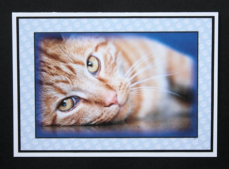 Cat Toppers No 2 by Marion Kimberley-Scott