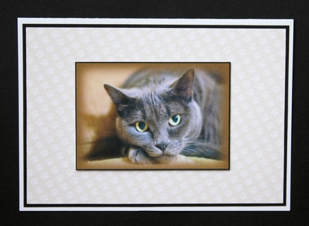 Cat Toppers No 2 by Marion Kimberley-Scott