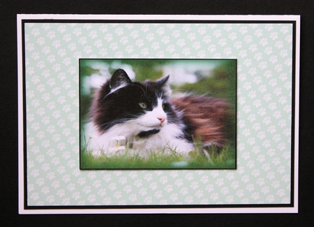 Cat Toppers No 2 by Marion Kimberley-Scott