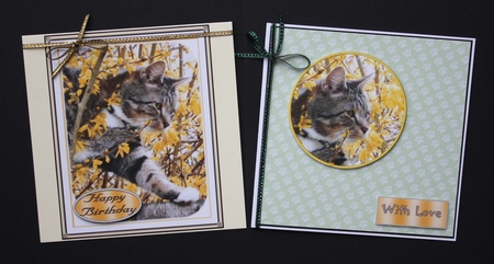 Cat in Forsythia Bush by Marion Kimberley-Scott