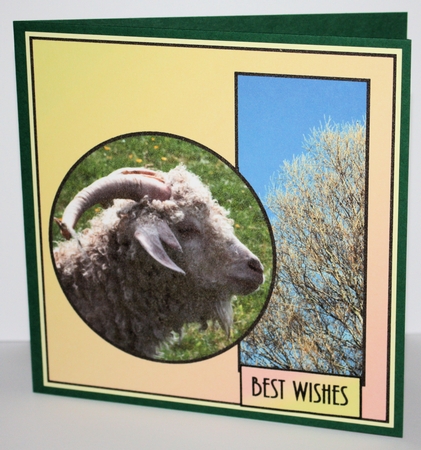 Sheep by Marion Kimberley-Scott