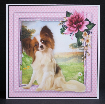 Beautiful Papillion by Marion Kimberley-Scott