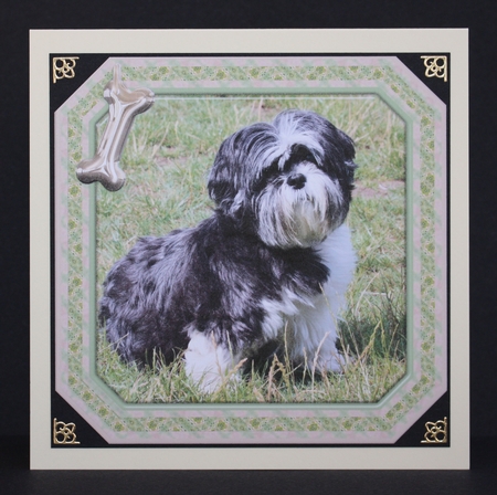 JJ SHIH TZU 8X8 2 by Marion Kimberley-Scott