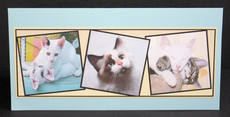 i love cats Featured Gallery Photo