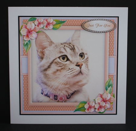 Cat With a Pink  collar by Marion Kimberley-Scott