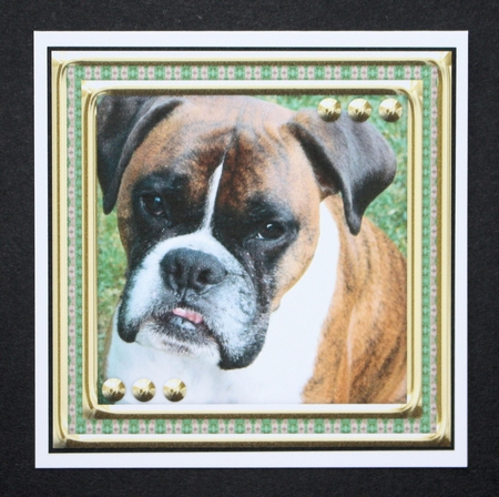 JJ LOVE MY DOG 8X8 BOXER by Marion Kimberley-Scott