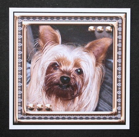 JJ LOVE MY DOG YORKSHIRE TERRIER 8X8 by Marion Kimberley-Scott