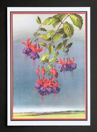  Falling Fuschias and Iris Foxgloves Toppers by Marion Kimberley-Scott