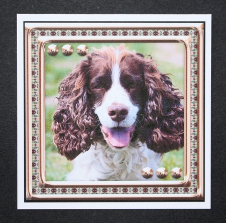  JJ LOVE MY DOG SPRINGER SPANIEL 8X8 by Marion Kimberley-Scott
