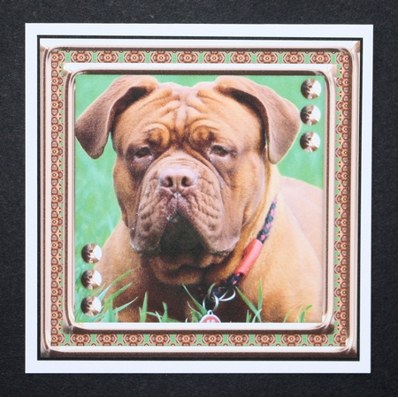  JJ LOVE MY DOG DOGUE DE BORDEAUX FRENCH MASTIFF by Marion Kimberley-Scott