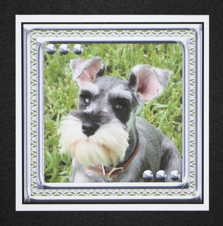JJ LOVE MY DOG MINIATURE SCHNAUZER 8X8 by Marion Kimberley-Scott