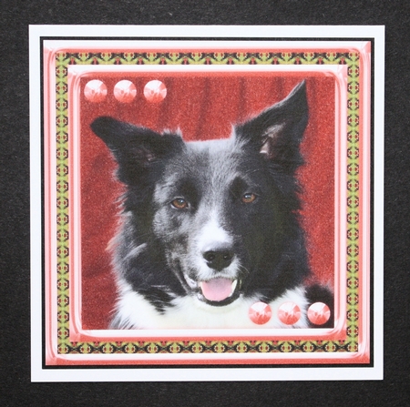 JJ LOVE MY DOG BORDER COLLIE 2 8X8 by Marion Kimberley-Scott