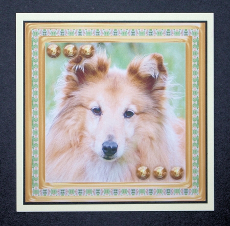 JJ LOVE MY SHETLAND SHEEPDOG OR SHELTIE 8X8 by Marion Kimberley-Scott