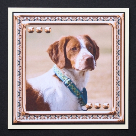 JJ LOVE MY DOG BRITTANY SPANIEL 8X8 by Marion Kimberley-Scott