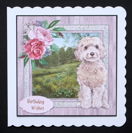 Beautiful Champagne Cock-a-Poodle  by Marion Kimberley-Scott