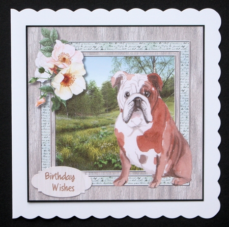 Beautiful English Bulldog  by Marion Kimberley-Scott