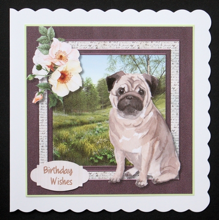 Beautiful Pug Dog  by Marion Kimberley-Scott