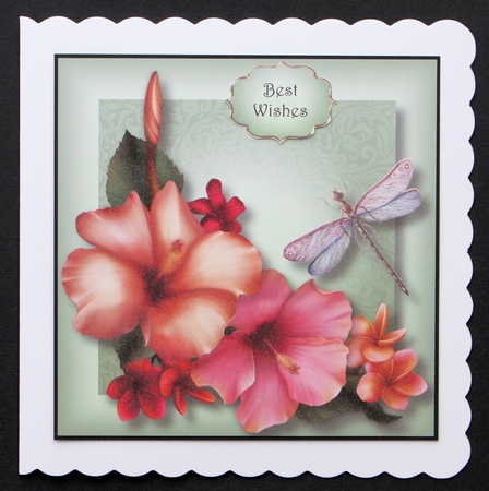 Hibiscus Dragonfly 8x8 by Marion Kimberley-Scott