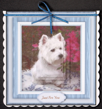 Beautiful Westie in Pyramid by Marion Kimberley-Scott