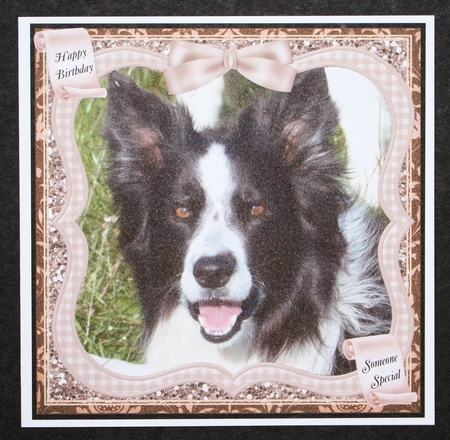 COLLIE DOG MULTI SENTIMENT by Marion Kimberley-Scott