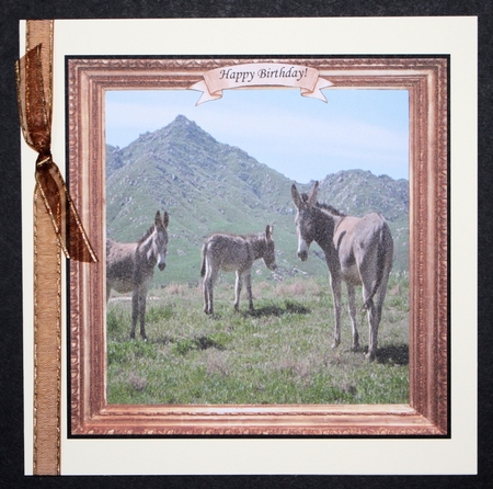 DONKEYS GALORE MULTI SENTIMENTS by Marion Kimberley-Scott
