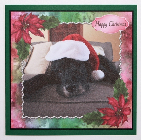 Cute Christmas Dog by Marion Kimberley-Scott