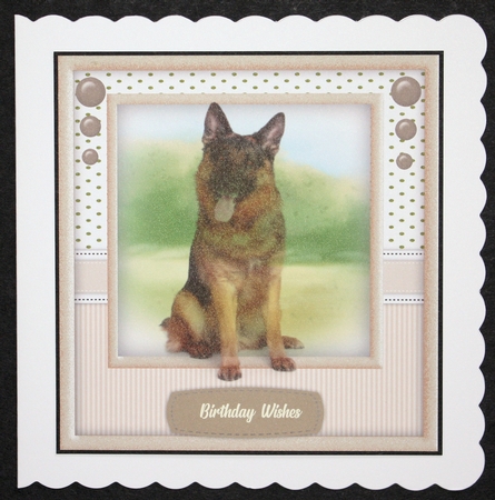 Beautiful German Shepherd  by Marion Kimberley-Scott